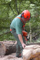 Click to see it big Ich mit Kettensäge, Impression aus dem Wald